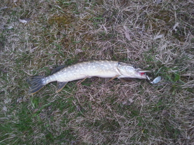 Northern Pike