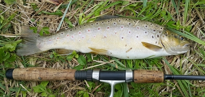 Brown Trout