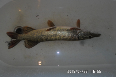 Northern Pike