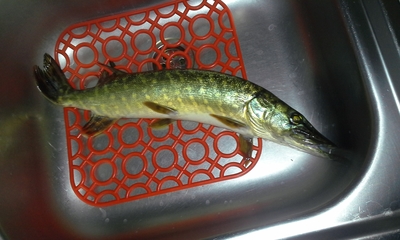 Northern Pike
