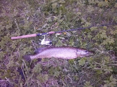 Northern Pike
