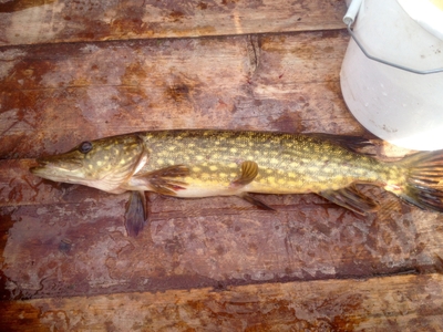 Northern Pike