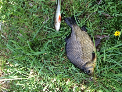 Crucian carp