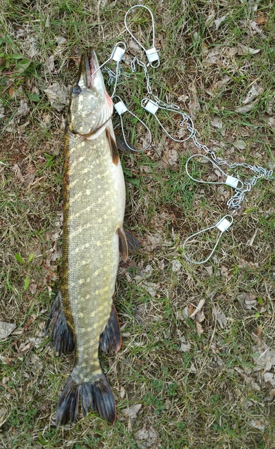 Northern Pike