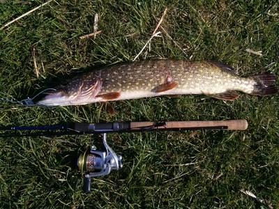 Northern Pike
