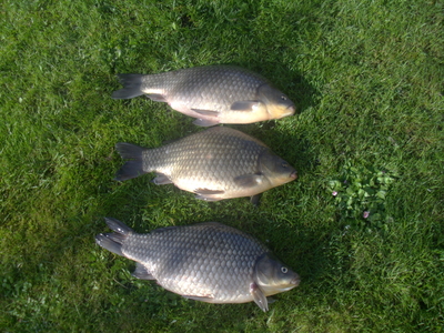 Crucian carp