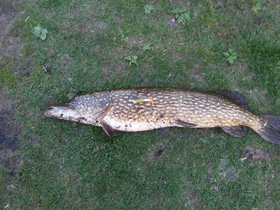 Northern Pike
