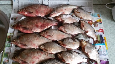 Carp bream