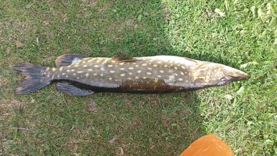 Northern Pike