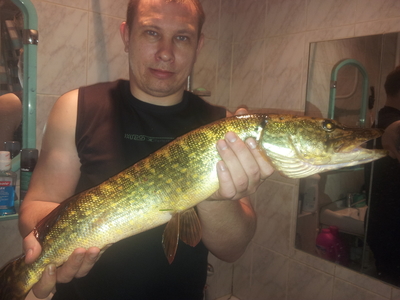 Northern Pike