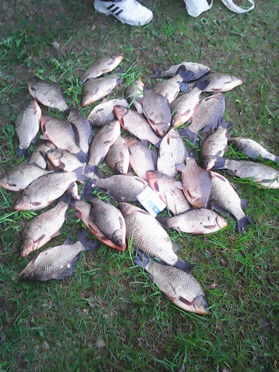 Crucian carp