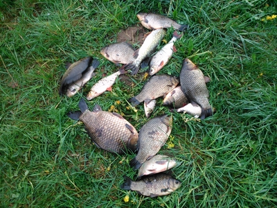 Crucian carp