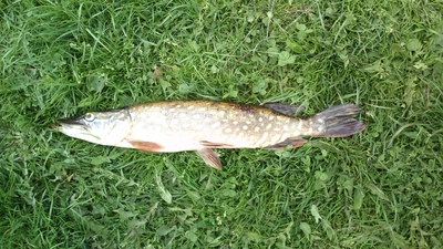 Northern Pike
