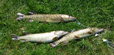 Northern Pike