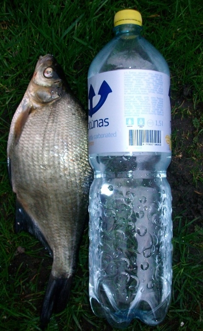 Carp bream