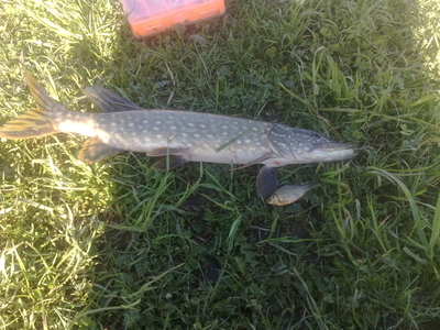 Northern Pike