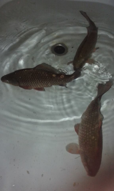 Crucian carp