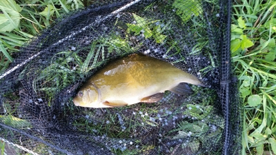 Tench