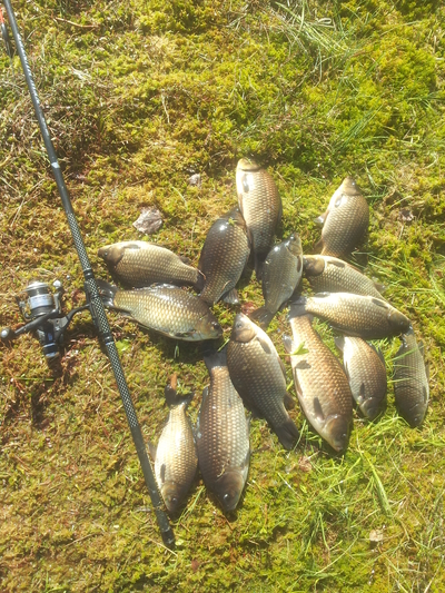 Crucian carp