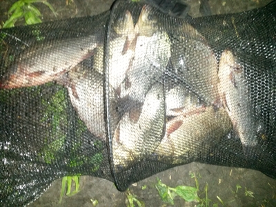Crucian carp