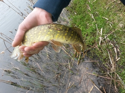 Northern Pike