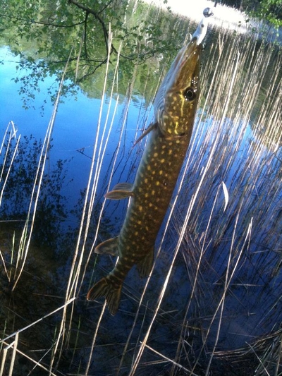 Northern Pike