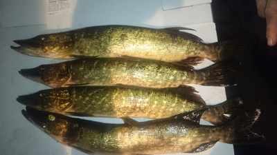 Northern Pike