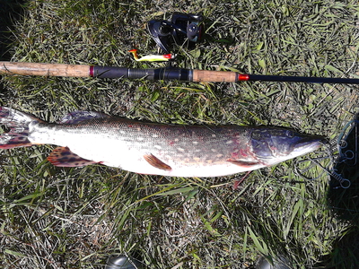 Northern Pike