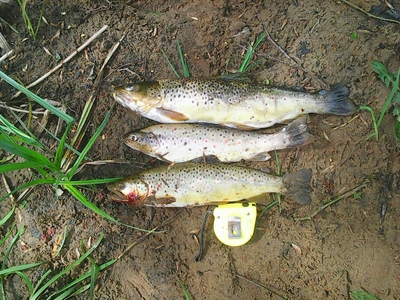 Brown Trout