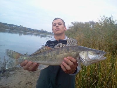 Pike perch