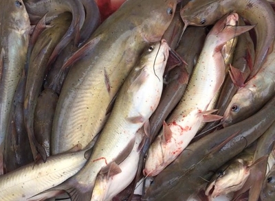 Catfish