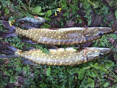 Northern Pike