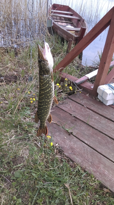 Northern Pike