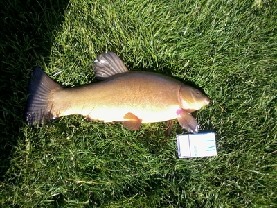 Tench