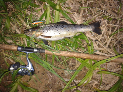 Brown Trout