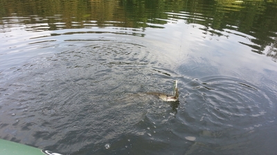 Northern Pike