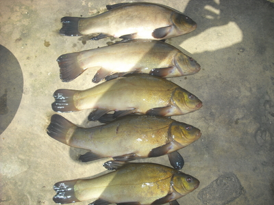 Tench