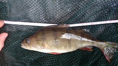 Eurasian perch