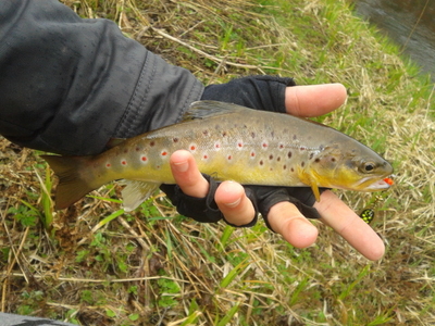 Brown Trout