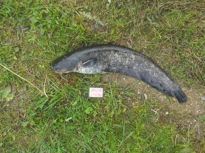 Wels catfish