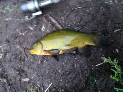 Tench