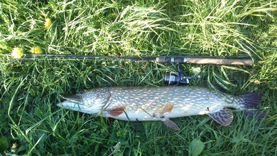 Northern Pike