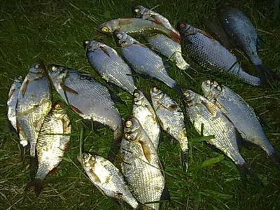 Carp bream