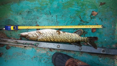 Northern Pike