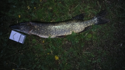 Northern Pike