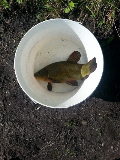 Tench