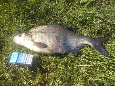 Carp bream