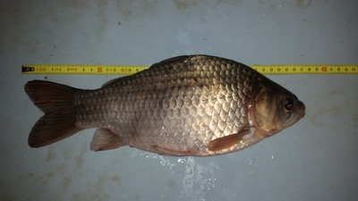 Crucian carp