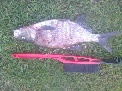 Carp bream