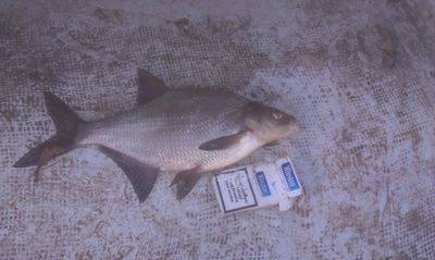 Carp bream